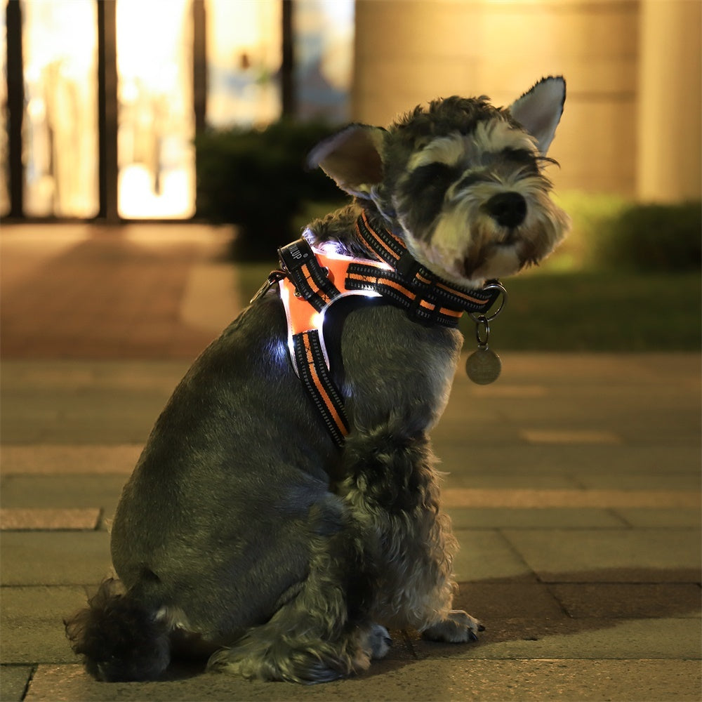 Glowing dog collar - Snoopy Doo